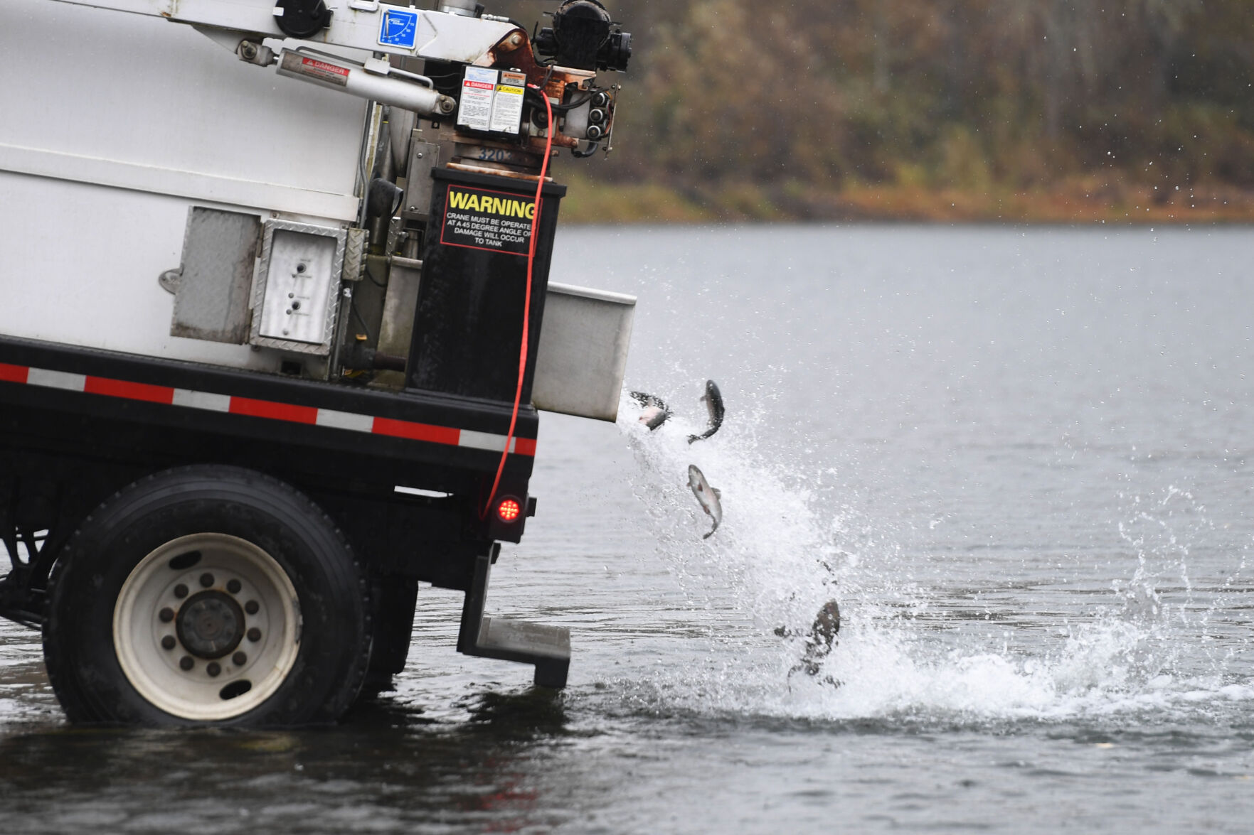 Kress Lake Rainbow Trout